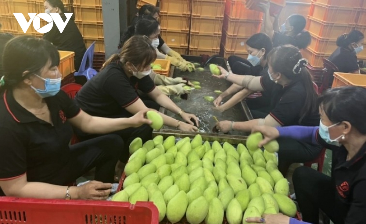 Vietnamese fruits gain traction in Chinese market